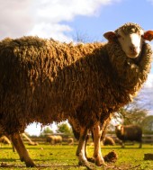 Aliquam erat volutpat