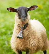 Etiam dictum egestas