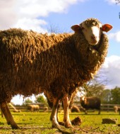 Suspendisse arcu nisl