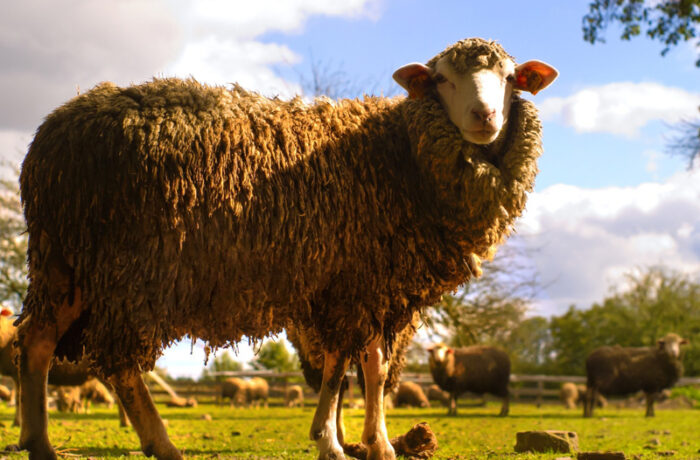 Suspendisse arcu nisl