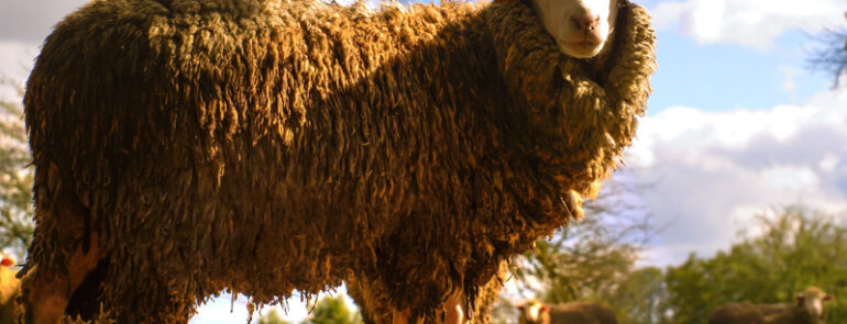 Suspendisse arcu nisl