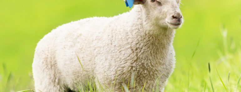 Sed blandit massa vel