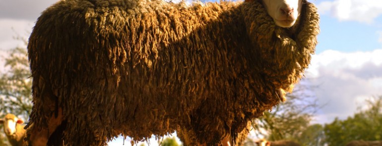 Aliquam erat volutpat