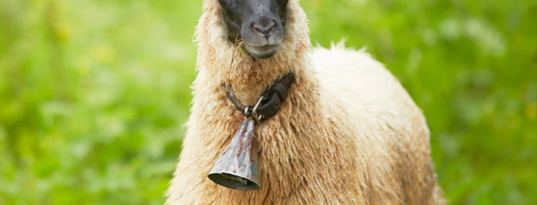 Etiam dictum egestas